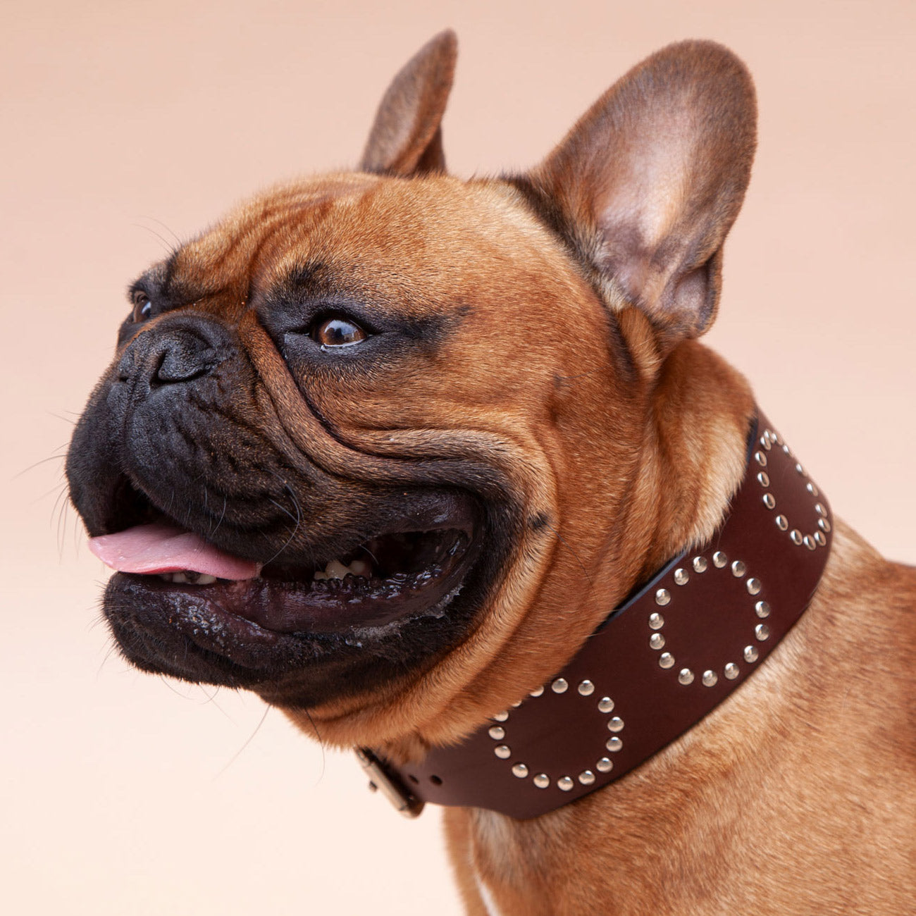 BASTET STUDDED COLLAR