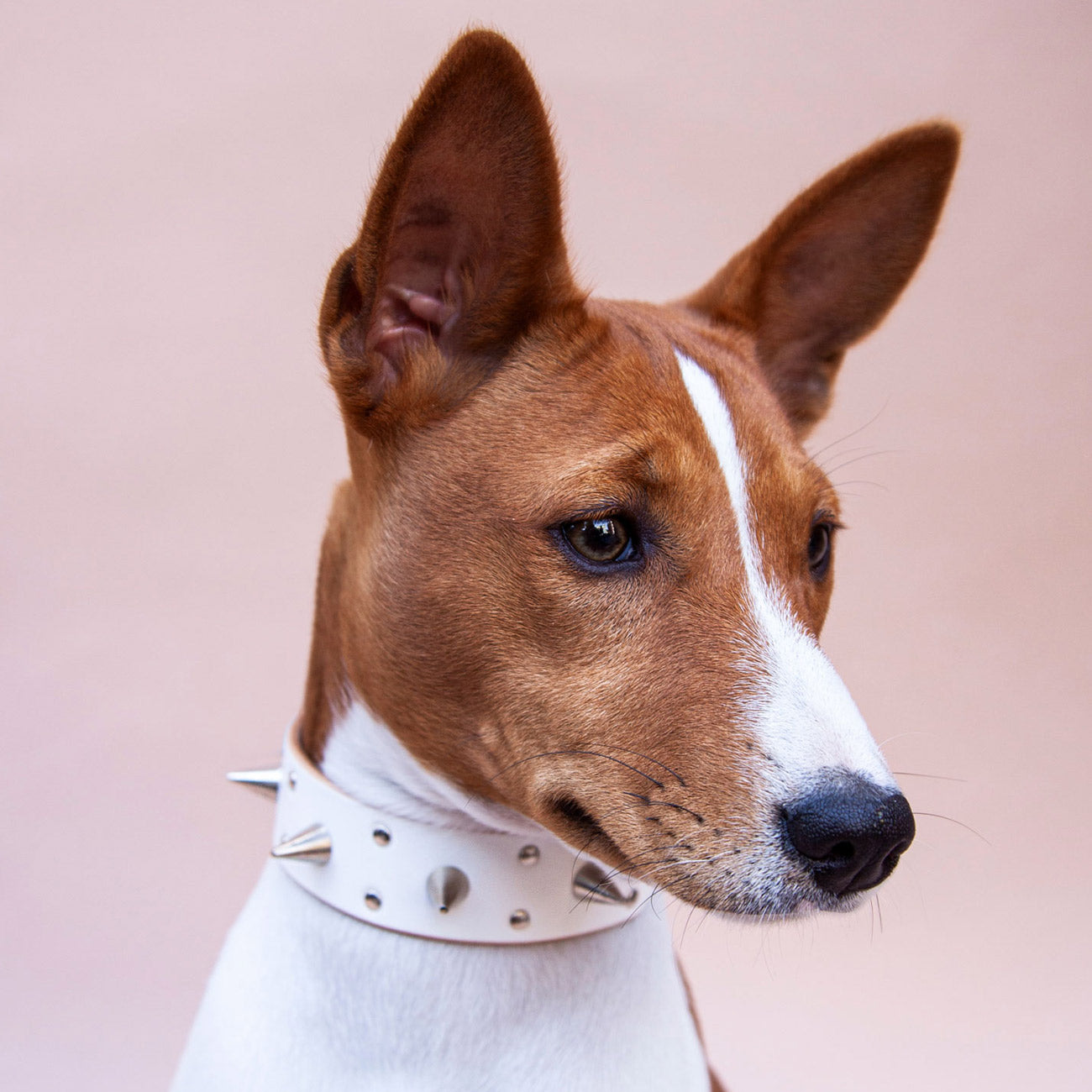 DOUBLE SPIKE STUDDED COLLAR