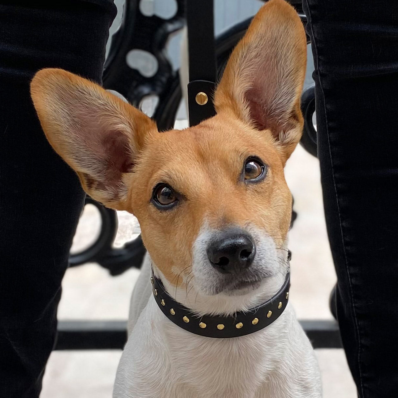 MINIMAL STUDDED COLLAR