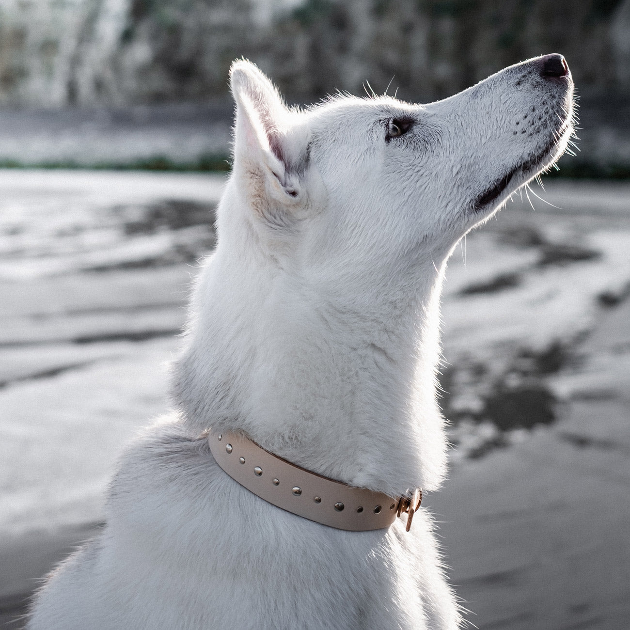 PATTERN STUDDED COLLAR