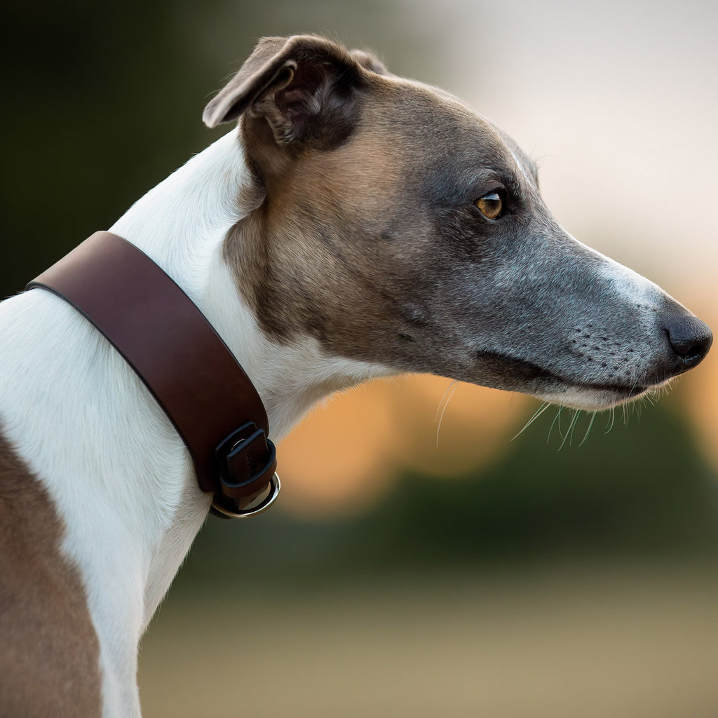 MINIMAL COLLAR SIGHTHOUND