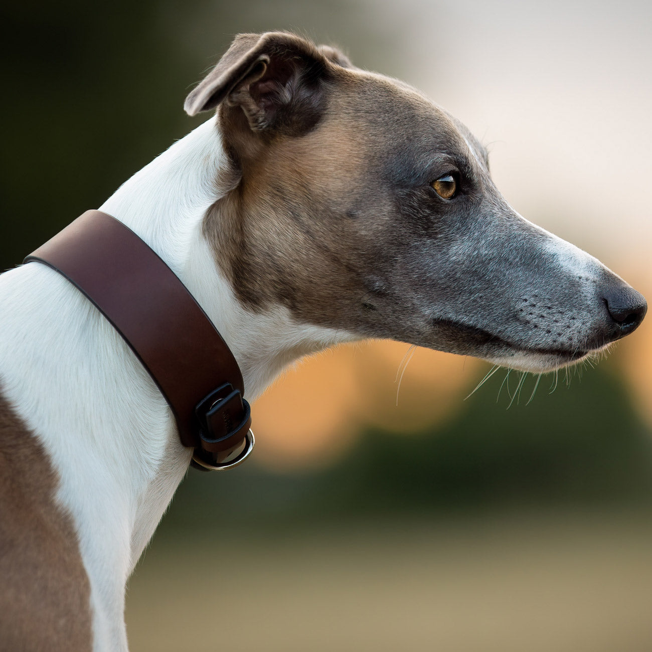 MINIMAL COLLAR SIGHTHOUND