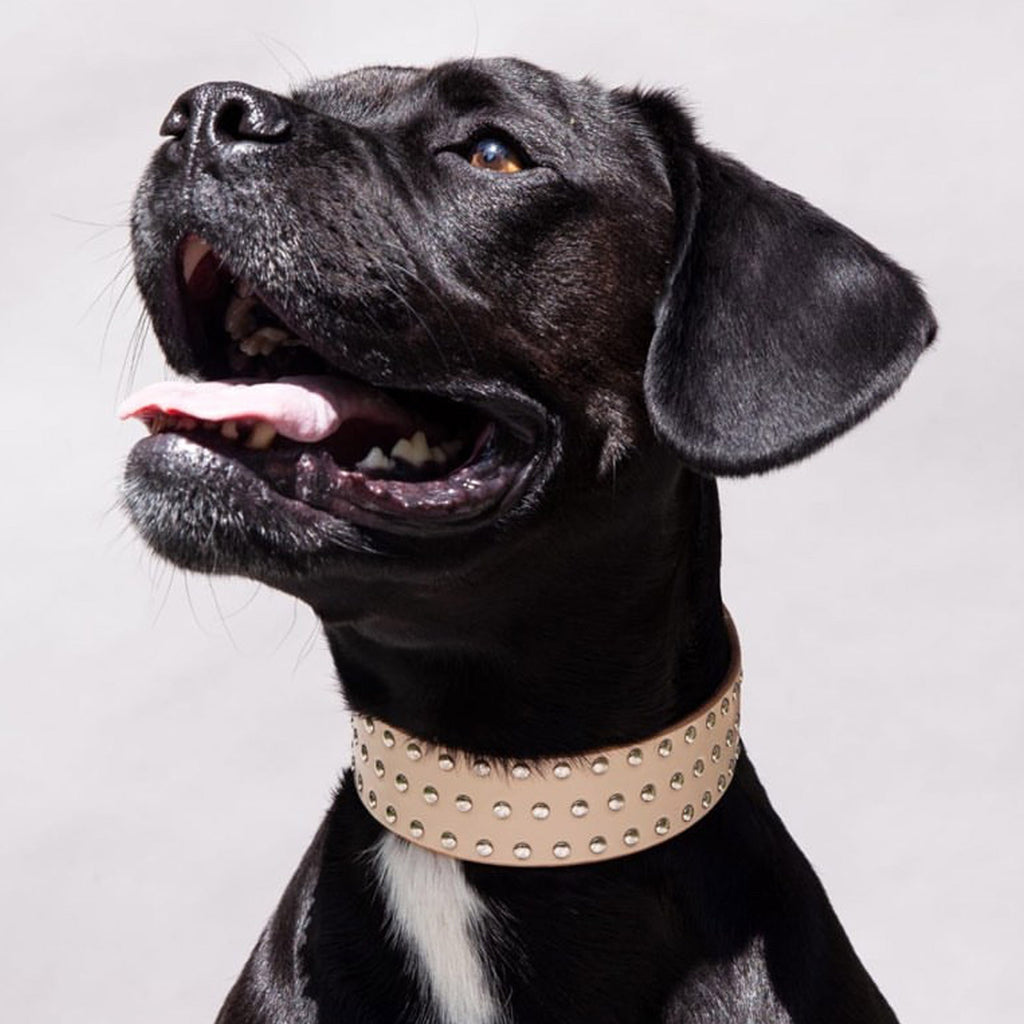TRIPLE ROW STUDDED COLLAR