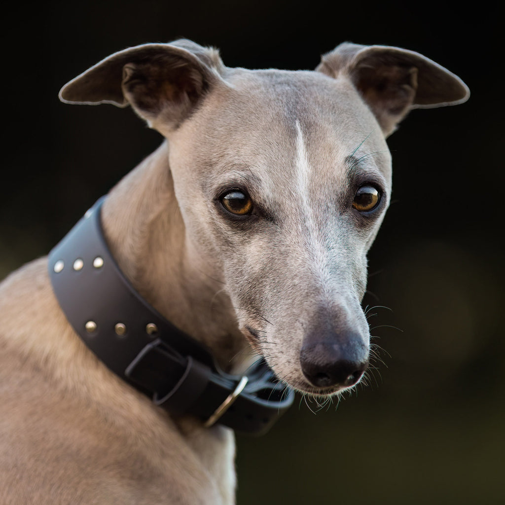 TRIPLE STUDDED COLLAR