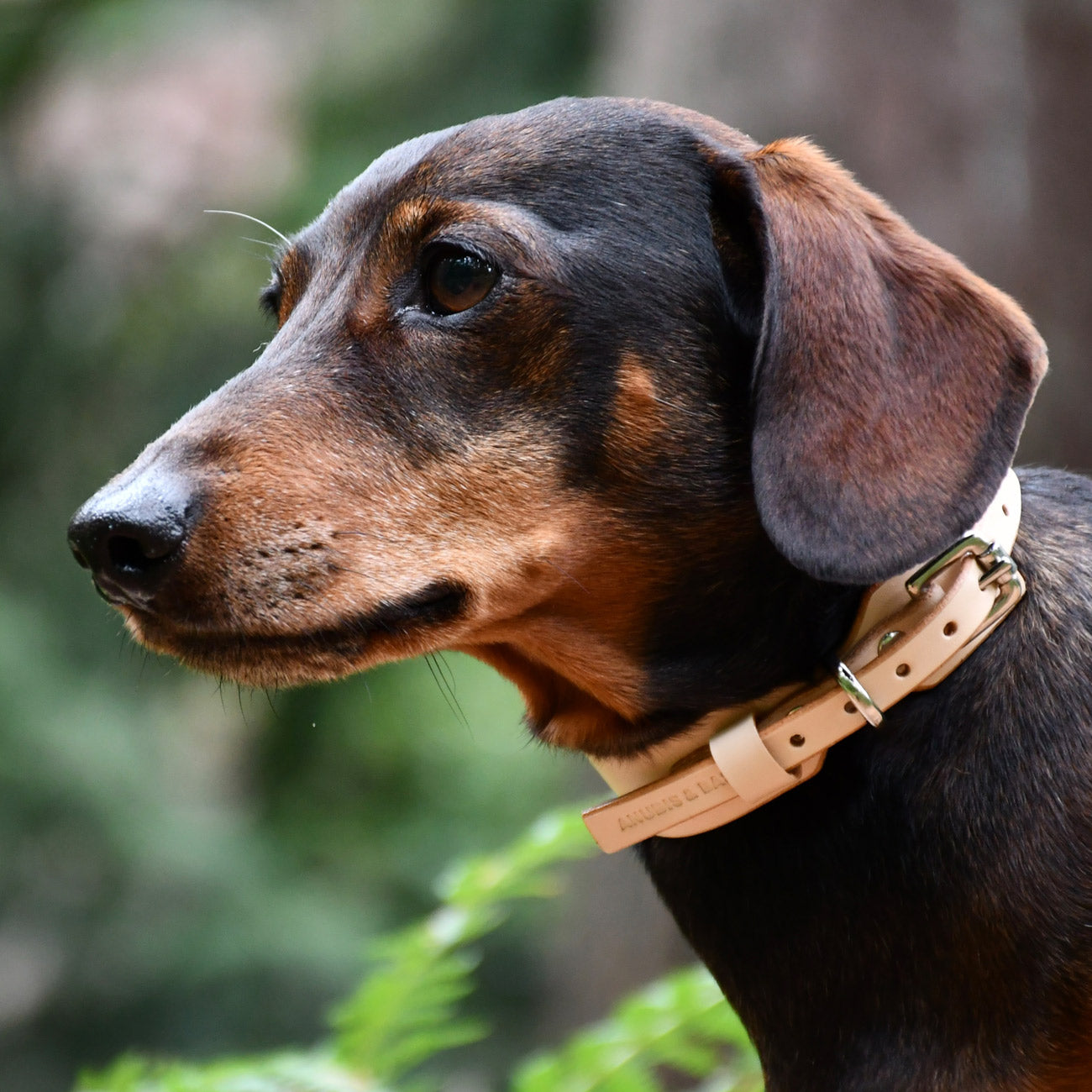 MINIMAL COLLAR XSMALL
