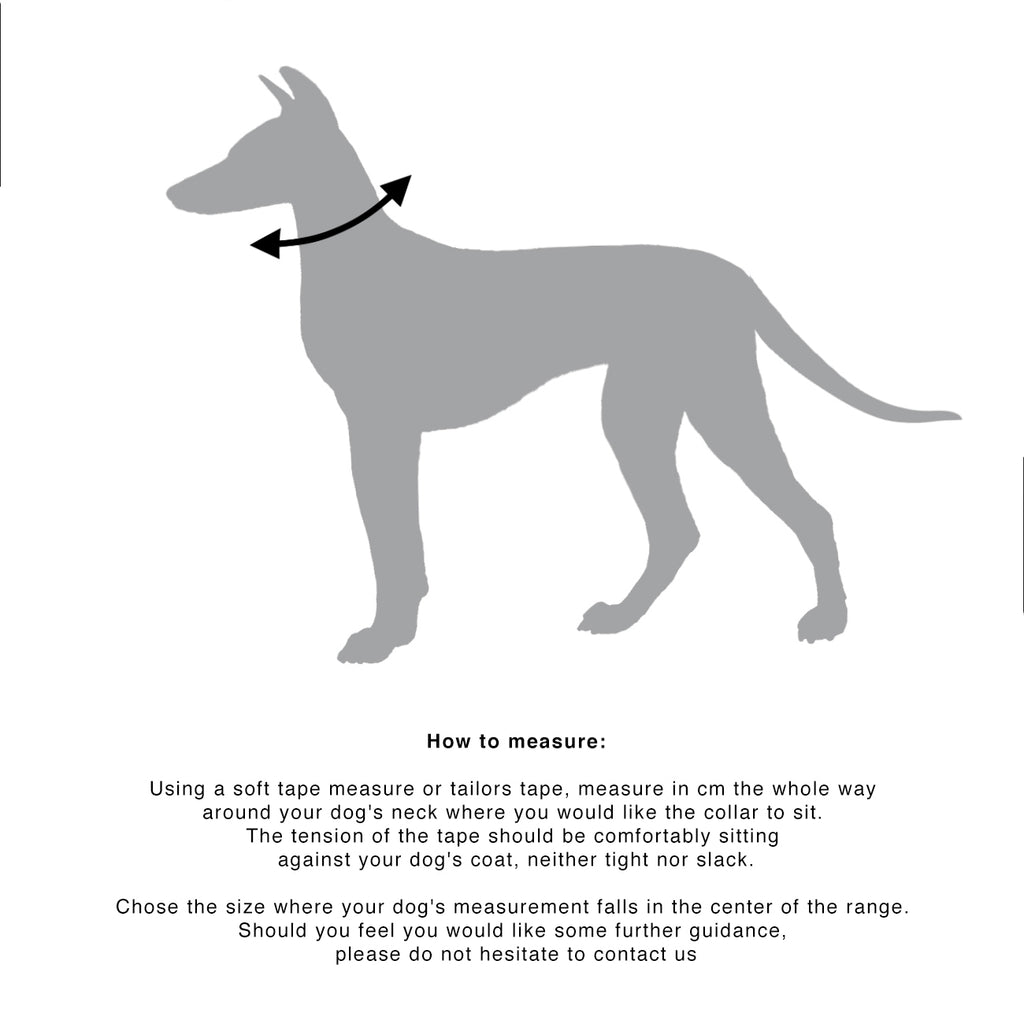 MINIMAL COLLAR SIGHTHOUND