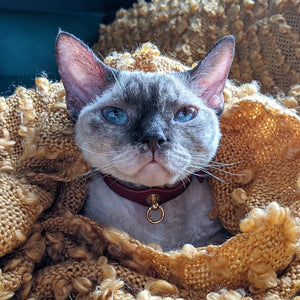 Bastet clearance cat collar