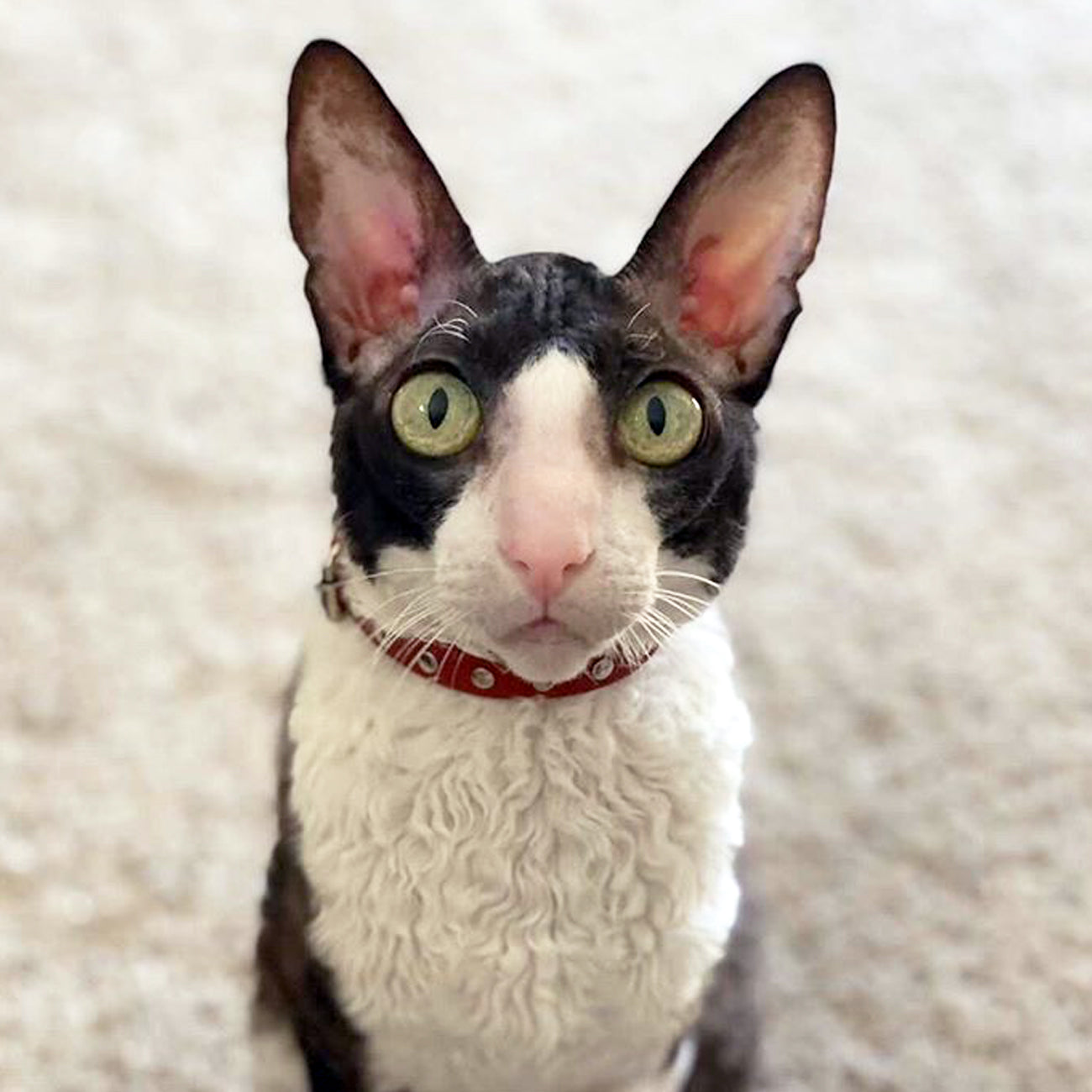 MINIMAL STUDDED CAT COLLAR Anubis Bastet