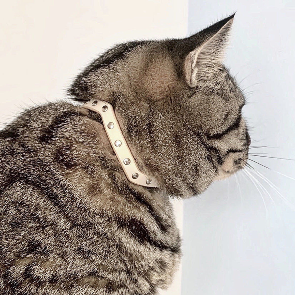 V-NECK STUDDED CAT COLLAR